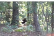 【新作動画】本物の「ビッグフット」を撮影か！専門家「これは実在するかもしれない」