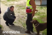 数年間シェルターで待ち続けた犬は、飼い主さんを思い出せる…？ 海外の反応