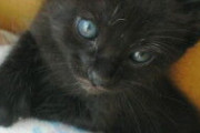 推定生後3週間で拾ってきた黒猫。アメショーとも仲良し。