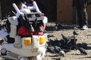 鳩に餌をあげているガンダムが発見される