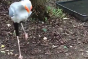 【動画】鳥｢何コイツ、コブラ？wキモっ(ｴｲｯ)｣