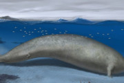 【古生物学】地球史上最も重い可能性 体重300トン超クジラの一種の化石発見 [少考さん★]
