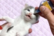 はじめて目薬を注される子猫ちゃんの動画が可愛すぎると話題に。