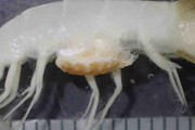 「エビノユタンポ」　新属新種と確定　熊野灘深海で採取した甲殻類　三重・鳥羽水族館
