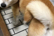 【画像】うちの柴犬のお昼寝を激写…思わずツンツンしたくなる魅惑的な後ろ姿ですねｗｗｗ