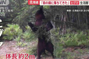 「馬鹿にしているのか」ヒグマ駆除　町と猟友会が交渉決裂「高校生のバイト以下」