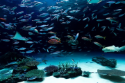【朗報】水族館で一番楽しいコーナー、決まる