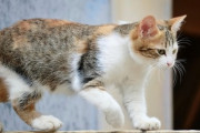 【ペット】知らん人が訪ねてきて「猫ちゃんを外に出さないでください」って言ってきた
