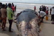 【えぇ…】砂浜に腐敗したクジラの死骸が漂着、住民らが殺到　その場で肉を切り分け自宅で食す　住民「コロナ禍における神からの祝福」　ナイジェリア
