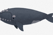 【生物】ミナミセミクジラ、130年以上生きられる可能性
