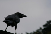 カラスに「おはよー」と声を掛けたら首を動かしてきてびっくり。完全に理解してる