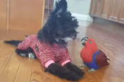 不思議な友情！？仲良しなワンちゃんとオオハナインコのひと時にほっこり
