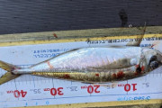 【画像】今日はデカアジ釣れました