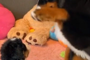 母犬「大丈夫かな（ﾅﾃﾞﾅﾃﾞ）」子犬「ｷｬﾝｷｬﾝ♪」