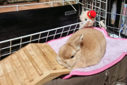 【画像】わいん家のうさぎさん、はしごを枕と勘違いしてしまう