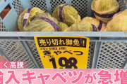 「輸入キャベツ」急増中…長引く高騰でカット野菜にも外国産キャベツ