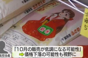 【令和の米騒動】コメの品薄状態が改善の兆し ― 新米の価格見通しと今後の展望