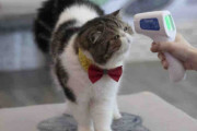 新型コロナ、「ネコ同士」でも感染拡大