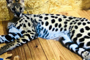 静岡で逃走中だったサーバルキャット「うつぼ」を発見・捕獲