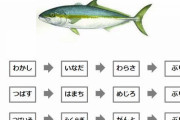 【速報】一番うまい魚、ほっけに決まる