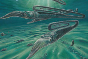 古生物学者さん、ありえない形の生物復元図を書いてしまう。なんとクリップ型のイカがいたと主張し始めてしまう…