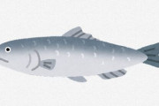 ニシンとかいう美味いかと言われるとちょっと微妙な魚