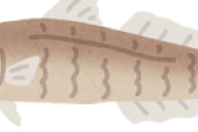 鱚(きす)とかいう天ぷら界で過剰評価されてる魚
