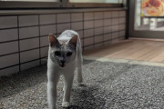 【猫画像】猫が来た