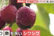 高級「佐藤錦」シワシワに…生産者の悔し涙　シャインマスカットは日焼け、実割れ