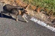 【動画】散歩してたら謎の小動物に遭遇したんだが‥‥なにこれうさぎ？カピバラ？