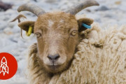 牧草がなく海藻を食べて育つヒツジ（シェットランド島） 海外の反応