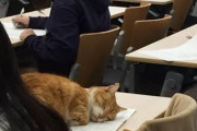 ＊なぜそこ猫の画像が集まるトピ＊