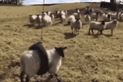 【動画】ニュージーランドに「ロボット牧羊犬」が登場