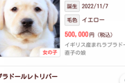 【画像あり】一体50万もするラブラドールがこれ