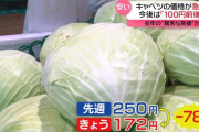 キャベツの価格が急降下。ついに100円台の店も