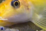 【動画】魚「食い物が足りねえ！　お前の粘液しゃぶらせろや！」
