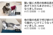 【Youtube】もちまる日記さん、100万再生が減ってきたので追加ブースト→無事成功