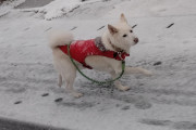 ワイ、雪の中犬の散歩した