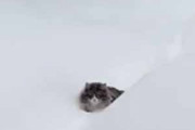 ネコが出かけている間に雪が降り積もった。やっと帰ってこれたにゃ～ん！ → 猫はこうなった…