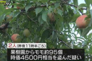ベトナム人、モモを95個盗んで逮捕