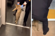 猫さん、無賃乗車の罪で連行される（中国）