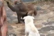 【動画】お猿さん、イッヌを挑発した結果フルボッコにされるｗｗｗ