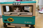 【画像多め】猫用のハンモック買ったｗｗｗｗｗｗｗｗｗ