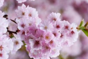 【中国】桜は「元々は中国のものだ！」、なぜ日本を代表する花になったのか