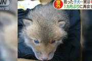 【北海道】拾った子犬…実はキツネだった　1か月後 大きくなった姿は・・・