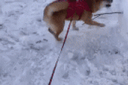 【動画】イッヌさん、生まれて初めての雪に大興奮ｗｗｗｗｗｗｗｗｗｗ