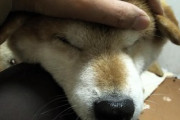 【画像】うちの柴犬の子犬時代…もうすぐ寝落ちしそうな感じがたまりませんwww