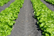 レタス農家だがヤバすぎる