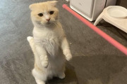 【画像あり】猫飼いたい