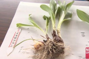 【北海道】庭の植物”行者ニンニク”と思って炒めて食べたら「イヌサフラン」 3時間に嘔吐繰り返し入院…死亡例も　小樽市